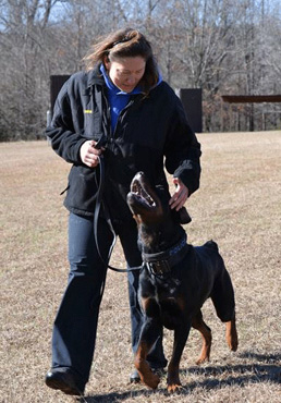 Police, search and rescue dogs - training and handling