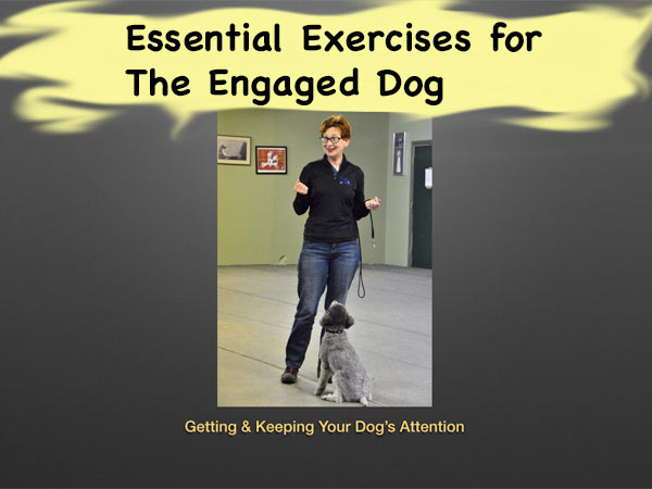 Essential Exercises for the Engaged Dog