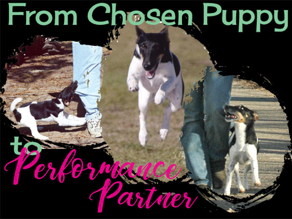 Performance Puppy: From Chosen Puppy to Performance Partner
